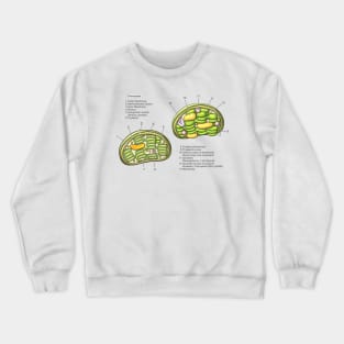 Chloroplast Structure Diagram Crewneck Sweatshirt